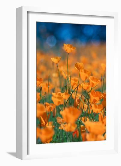 Poppy Dream Revisited Riverside by Merced River Poppies Outside Yosemite in Spring-Vincent James-Framed Photographic Print