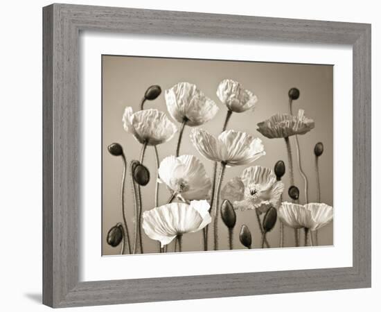 Poppy Elevation-Assaf Frank-Framed Giclee Print