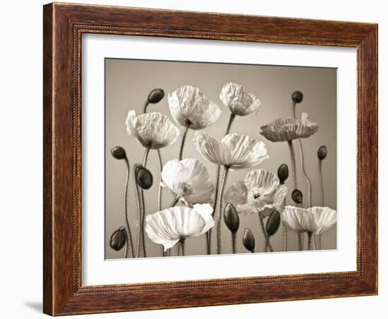 Poppy Elevation-Assaf Frank-Framed Giclee Print