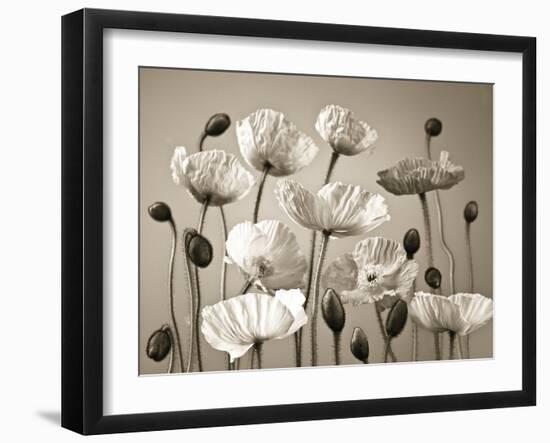 Poppy Elevation-Assaf Frank-Framed Giclee Print