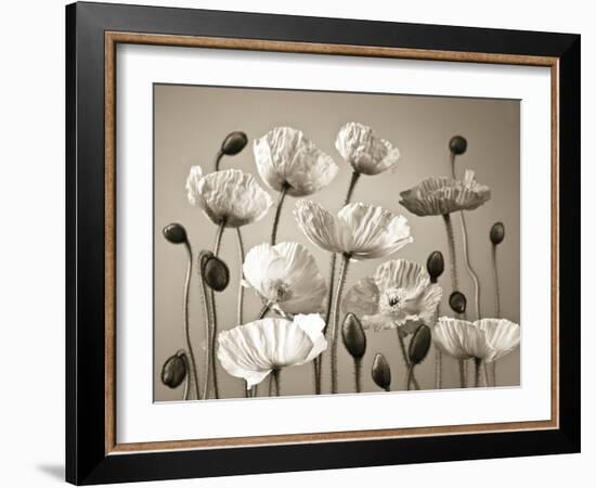 Poppy Elevation-Assaf Frank-Framed Giclee Print