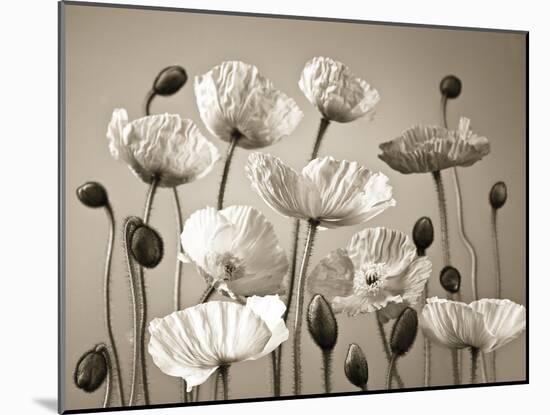 Poppy Elevation-Assaf Frank-Mounted Giclee Print