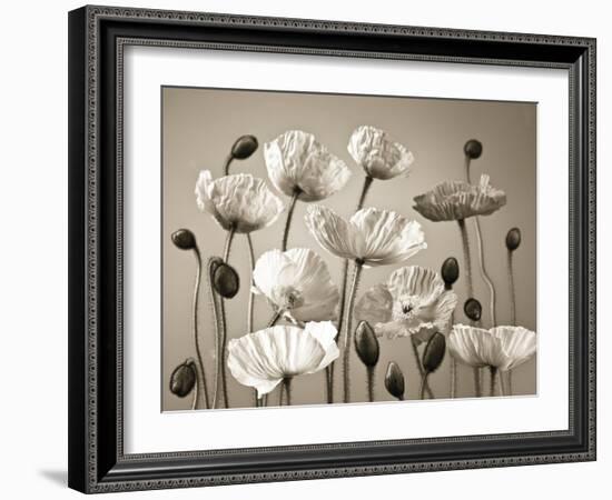 Poppy Elevation-Assaf Frank-Framed Giclee Print