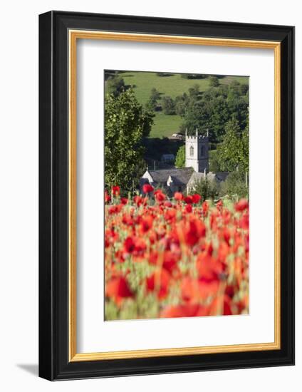 Poppy Field and St. Andrew's Church, Naunton, Cotswolds, Gloucestershire, England-Stuart Black-Framed Photographic Print