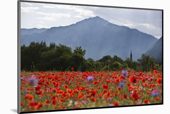 Poppy Field at Domat/Ems in Switzerland-Armin Mathis-Mounted Photographic Print