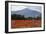 Poppy Field at Domat/Ems in Switzerland-Armin Mathis-Framed Photographic Print