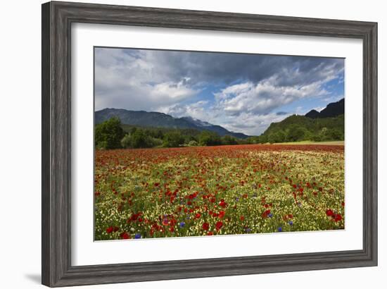 Poppy Field at Domat/Ems in Switzerland-Armin Mathis-Framed Photographic Print
