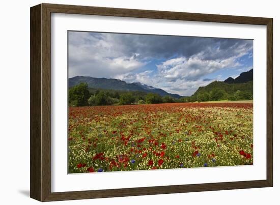 Poppy Field at Domat/Ems in Switzerland-Armin Mathis-Framed Photographic Print