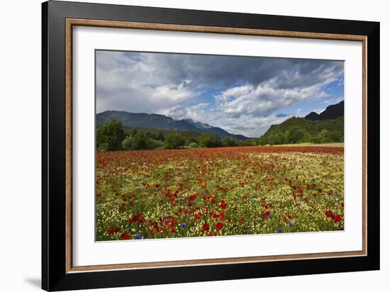 Poppy Field at Domat/Ems in Switzerland-Armin Mathis-Framed Photographic Print