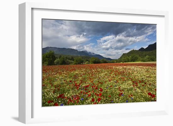 Poppy Field at Domat/Ems in Switzerland-Armin Mathis-Framed Photographic Print