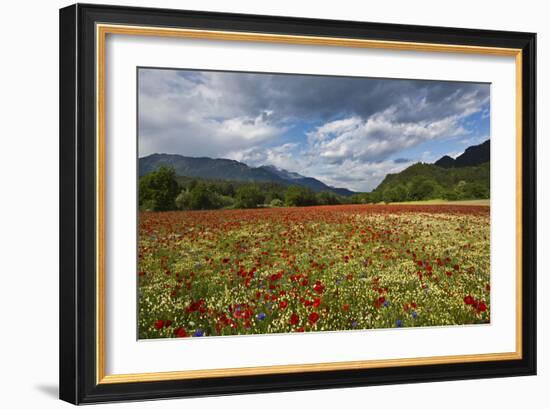 Poppy Field at Domat/Ems in Switzerland-Armin Mathis-Framed Photographic Print