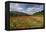 Poppy Field at Domat/Ems in Switzerland-Armin Mathis-Framed Premier Image Canvas