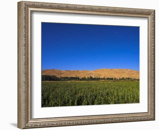 Poppy Field Between Daulitiar and Chakhcharan, Afghanistan, Asia-Jane Sweeney-Framed Photographic Print