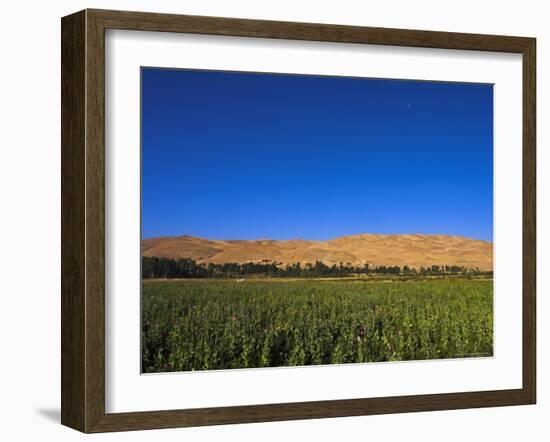 Poppy Field Between Daulitiar and Chakhcharan, Afghanistan, Asia-Jane Sweeney-Framed Photographic Print