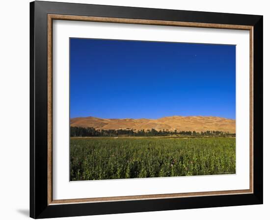 Poppy Field Between Daulitiar and Chakhcharan, Afghanistan, Asia-Jane Sweeney-Framed Photographic Print