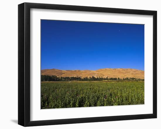 Poppy Field Between Daulitiar and Chakhcharan, Afghanistan, Asia-Jane Sweeney-Framed Photographic Print