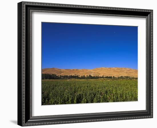 Poppy Field Between Daulitiar and Chakhcharan, Afghanistan, Asia-Jane Sweeney-Framed Photographic Print