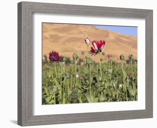 Poppy Field Between Daulitiar and Chakhcharan, Afghanistan, Asia-Jane Sweeney-Framed Photographic Print