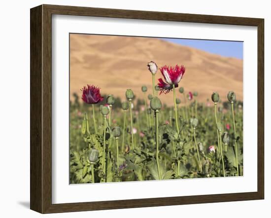 Poppy Field Between Daulitiar and Chakhcharan, Afghanistan, Asia-Jane Sweeney-Framed Photographic Print