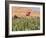 Poppy Field Between Daulitiar and Chakhcharan, Afghanistan, Asia-Jane Sweeney-Framed Photographic Print