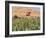 Poppy Field Between Daulitiar and Chakhcharan, Afghanistan, Asia-Jane Sweeney-Framed Photographic Print