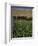 Poppy Field Between Daulitiar and Chakhcharan, Afghanistan-Jane Sweeney-Framed Photographic Print