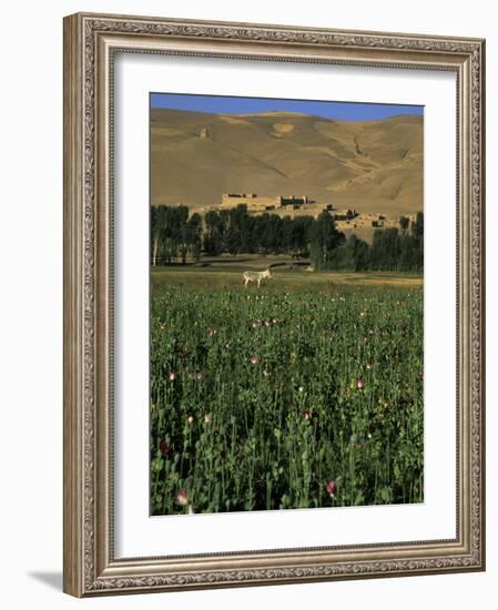 Poppy Field Between Daulitiar and Chakhcharan, Afghanistan-Jane Sweeney-Framed Photographic Print