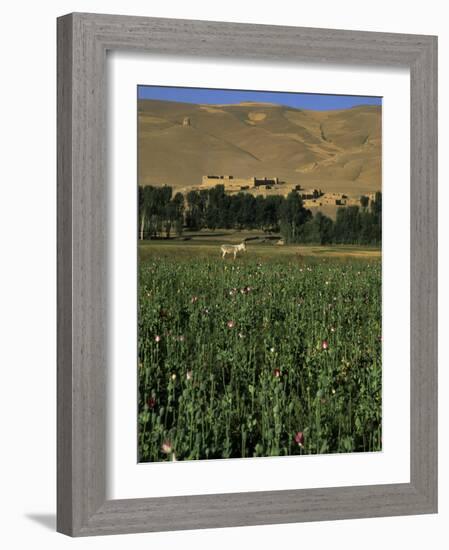 Poppy Field Between Daulitiar and Chakhcharan, Afghanistan-Jane Sweeney-Framed Photographic Print