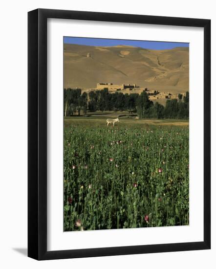 Poppy Field Between Daulitiar and Chakhcharan, Afghanistan-Jane Sweeney-Framed Photographic Print