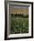 Poppy Field Between Daulitiar and Chakhcharan, Afghanistan-Jane Sweeney-Framed Photographic Print