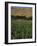 Poppy Field Between Daulitiar and Chakhcharan, Afghanistan-Jane Sweeney-Framed Photographic Print