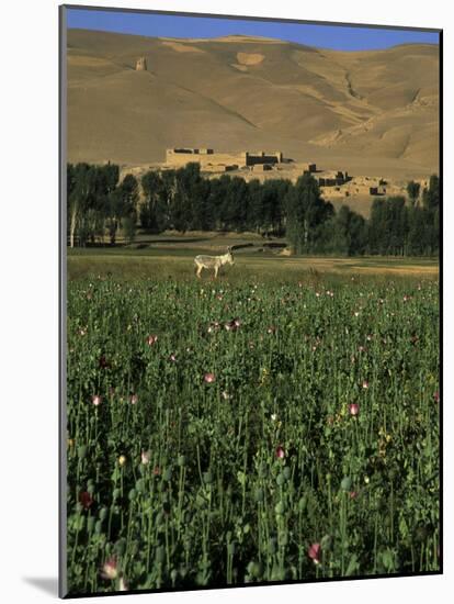 Poppy Field Between Daulitiar and Chakhcharan, Afghanistan-Jane Sweeney-Mounted Photographic Print