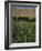 Poppy Field Between Daulitiar and Chakhcharan, Afghanistan-Jane Sweeney-Framed Photographic Print