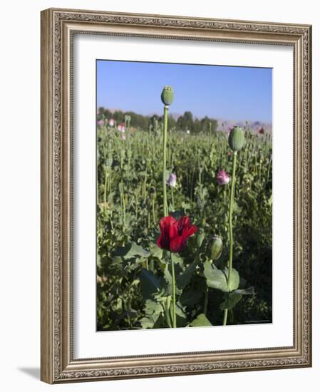 Poppy Field Between Daulitiar and Chakhcharan, Afghanistan-Jane Sweeney-Framed Photographic Print