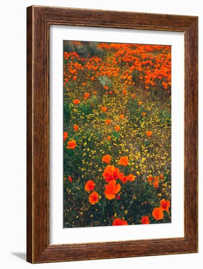 Poppy Field Design, Central California-null-Framed Photographic Print