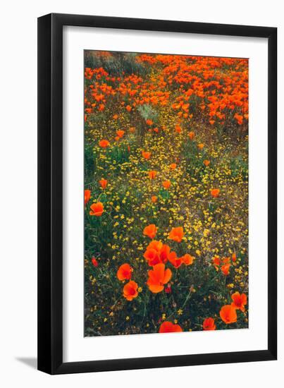 Poppy Field Design, Central California-null-Framed Photographic Print