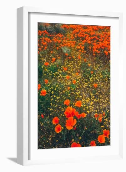 Poppy Field Design, Central California-null-Framed Photographic Print