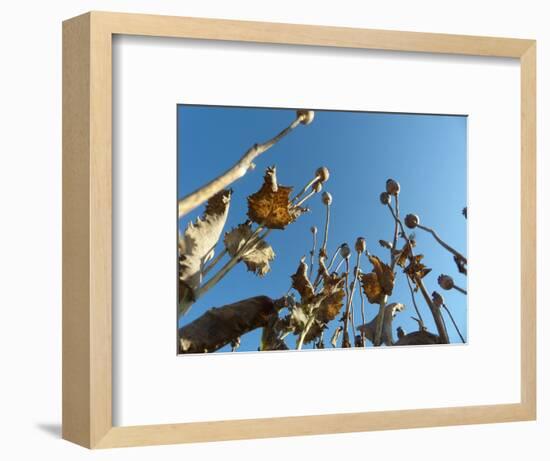 Poppy field, faded poppies-Jan Halaska-Framed Photographic Print