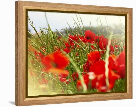 Poppy Field, Figueres, Girona, Catalonia, Spain, Europe-Mark Mawson-Framed Premier Image Canvas