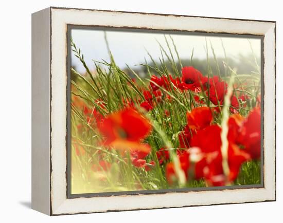 Poppy Field, Figueres, Girona, Catalonia, Spain, Europe-Mark Mawson-Framed Premier Image Canvas