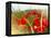 Poppy Field, Figueres, Girona, Catalonia, Spain, Europe-Mark Mawson-Framed Premier Image Canvas