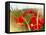 Poppy Field, Figueres, Girona, Catalonia, Spain, Europe-Mark Mawson-Framed Premier Image Canvas