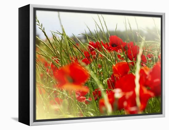 Poppy Field, Figueres, Girona, Catalonia, Spain, Europe-Mark Mawson-Framed Premier Image Canvas
