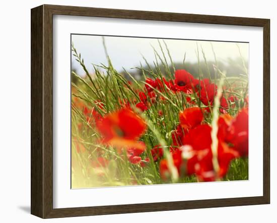 Poppy Field, Figueres, Girona, Catalonia, Spain, Europe-Mark Mawson-Framed Photographic Print