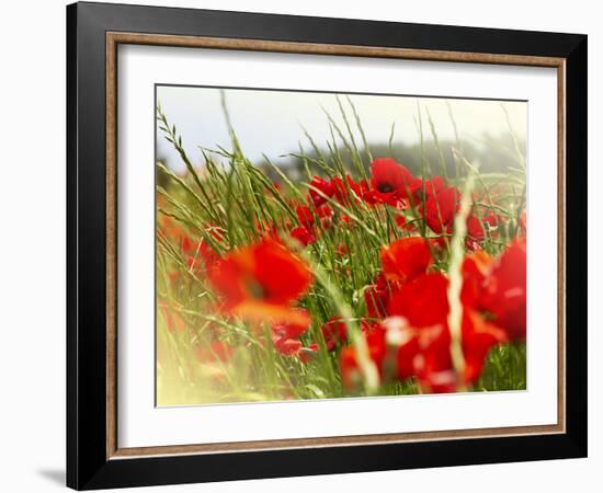 Poppy Field, Figueres, Girona, Catalonia, Spain, Europe-Mark Mawson-Framed Photographic Print