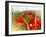 Poppy Field, Figueres, Girona, Catalonia, Spain, Europe-Mark Mawson-Framed Photographic Print