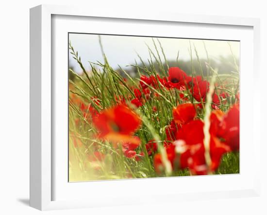 Poppy Field, Figueres, Girona, Catalonia, Spain, Europe-Mark Mawson-Framed Photographic Print