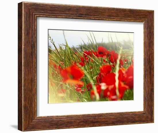 Poppy Field, Figueres, Girona, Catalonia, Spain, Europe-Mark Mawson-Framed Photographic Print