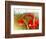 Poppy Field, Figueres, Girona, Catalonia, Spain, Europe-Mark Mawson-Framed Photographic Print