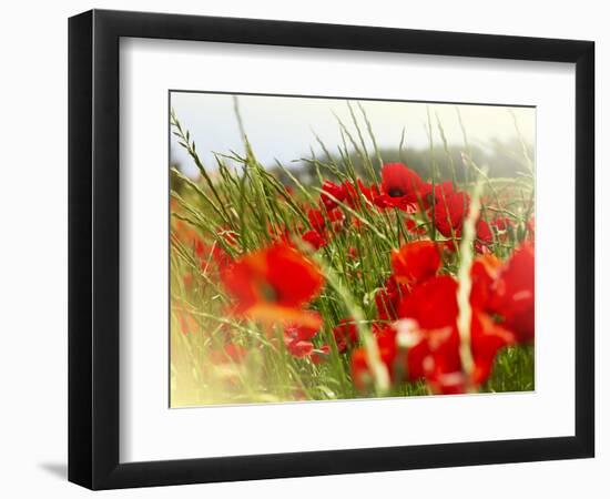 Poppy Field, Figueres, Girona, Catalonia, Spain, Europe-Mark Mawson-Framed Photographic Print